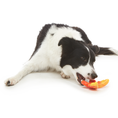 Brawny Butterfly Durable Super Chewer Gnaw Dog Toy