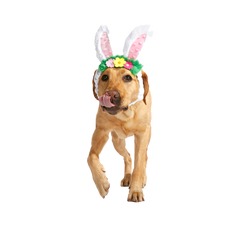Hare Club Plush Wearable Dog Toy