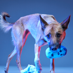 The Droid You're Looking For Plush 2-in-1 + Fetch Dog Toy