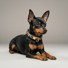 The Leopard Puppy Collar