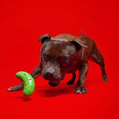 Pickle Stickle Super Chewer Durable Gnaw Dog Toy