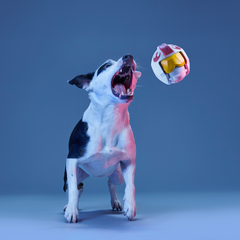 Light Side Star Wars™ Super Chewer Durable Bundle Fetch + Gnaw Dog Toy