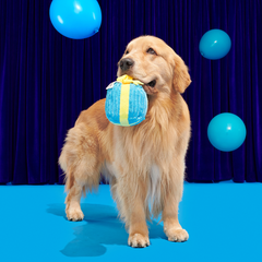 Throw A Party Present Plush 2-in-1 Dog Toy